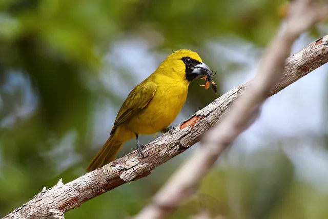 Yellow-green Grosbeak
