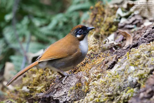 Gray-sided Laughingthrush