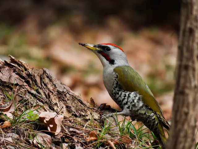 Japanese Woodpecker