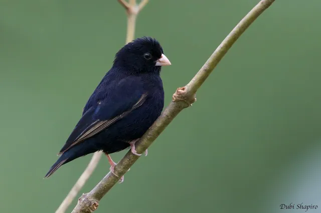 Wilson's Indigobird