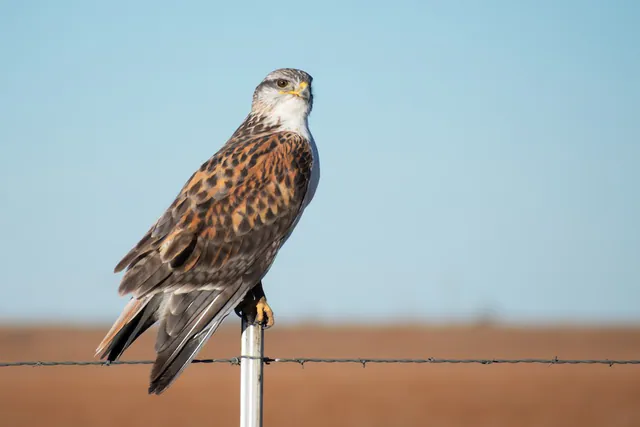 Ferruginous Hawk