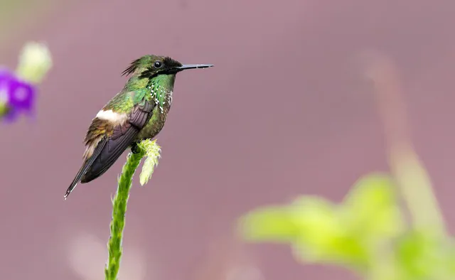 Butterfly Coquette