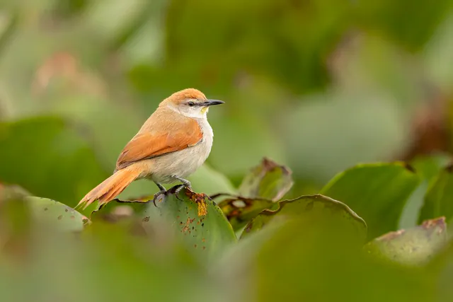 Yellow-chinned Spinetail