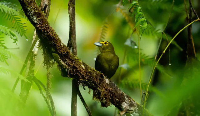 Lemon-spectacled Tanager