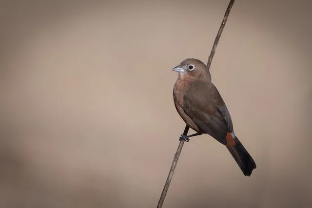 Red-crested Finch