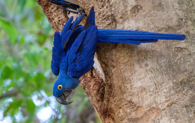 Hyacinth Macaw