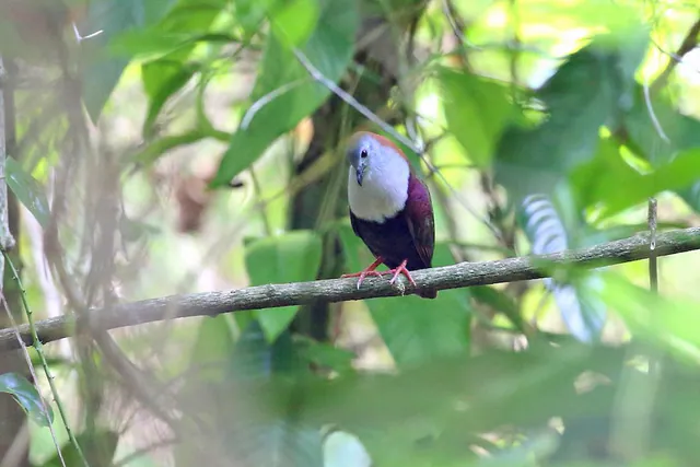 Palau Ground Dove