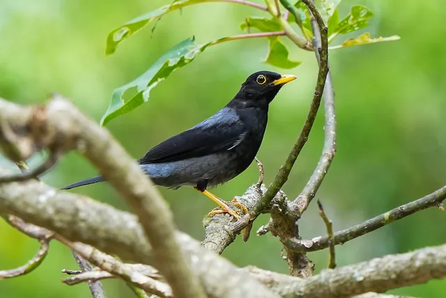 Yellow-legged Thrush