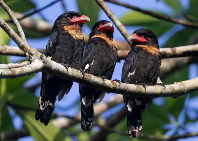 Dusky Broadbill