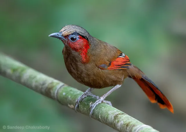 Red-faced Liocichla