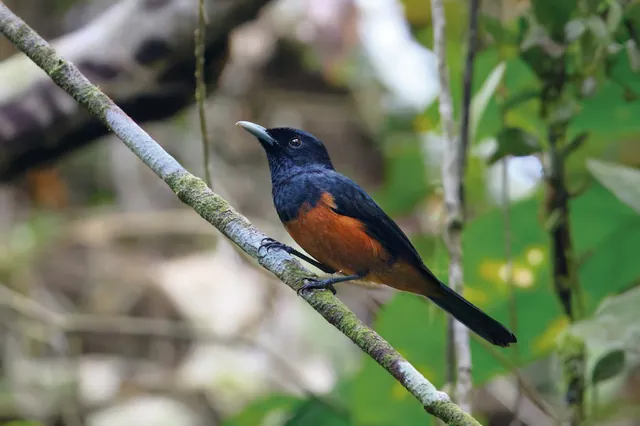 Chestnut-bellied Monarch