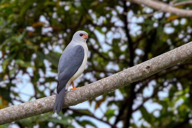 Gray-headed Goshawk
