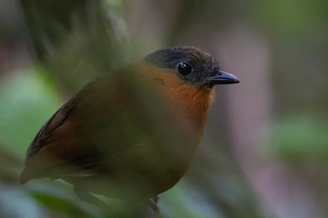 Gray-naped Antpitta