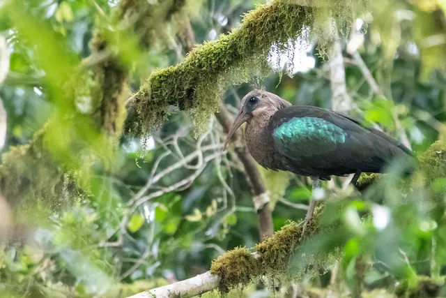 Olive Ibis