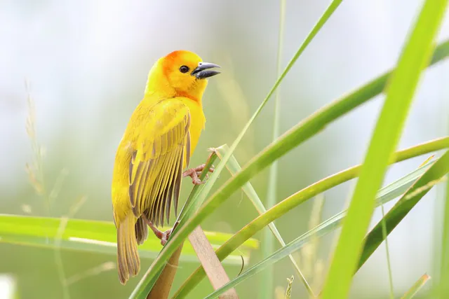 Taveta Golden-Weaver