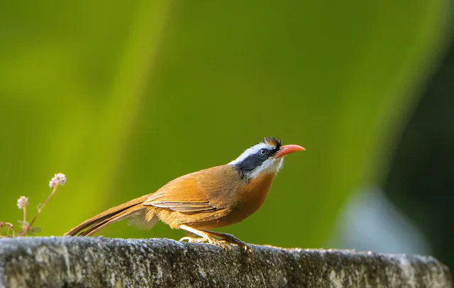 Black-crowned Scimitar-Babbler