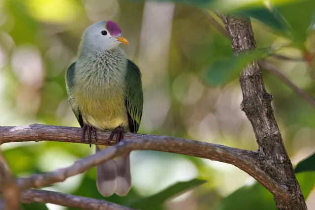 Makatea Fruit-Dove