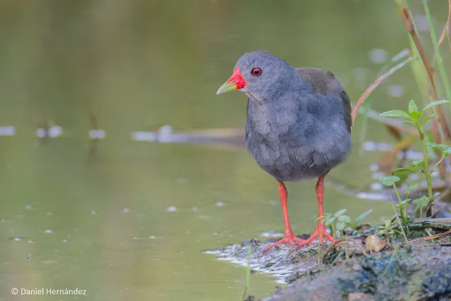 Paint-billed Crake