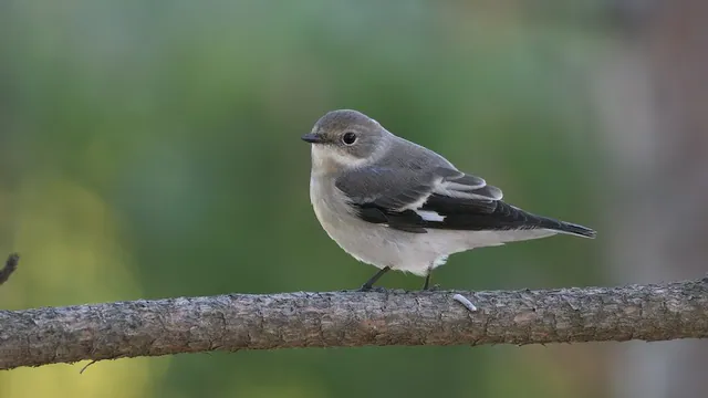 Semicollared Flycatcher