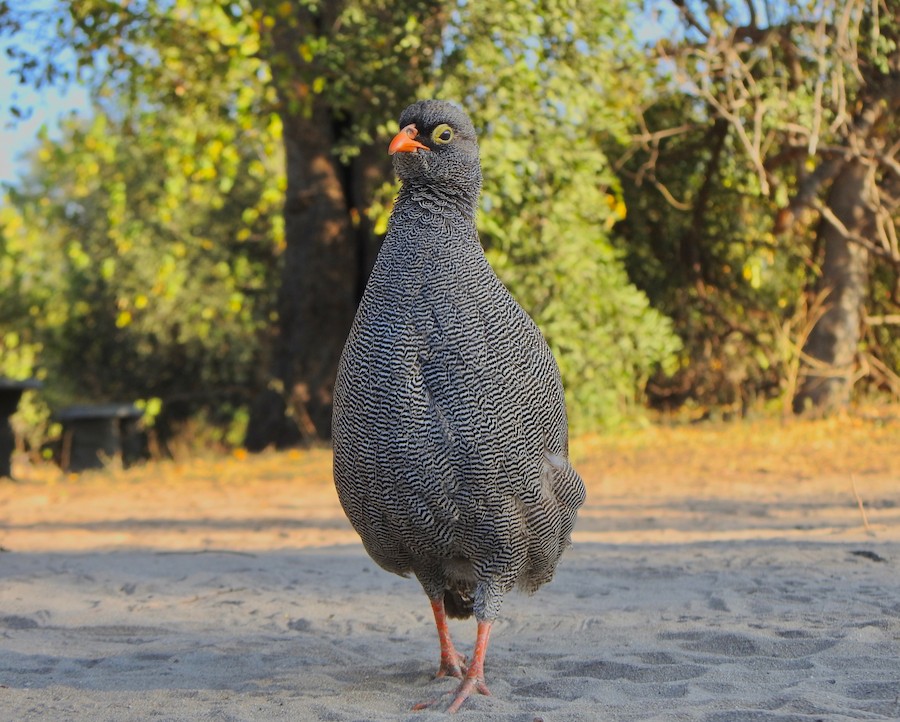 Red-billed Spurfowl