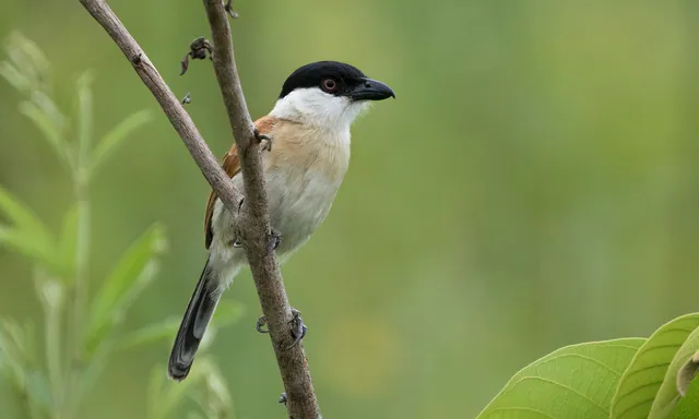 Marsh Tchagra