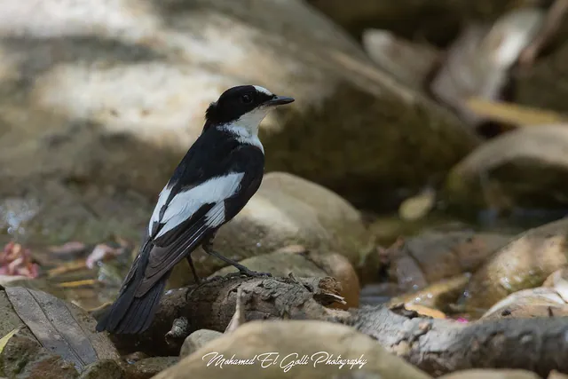 Atlas Flycatcher