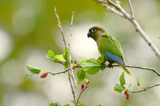 Blaze-winged Parakeet
