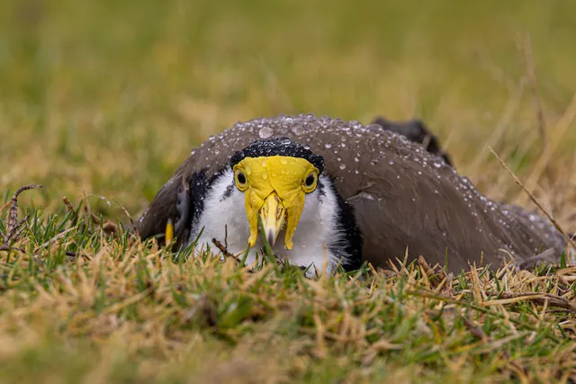 Masked Lapwing