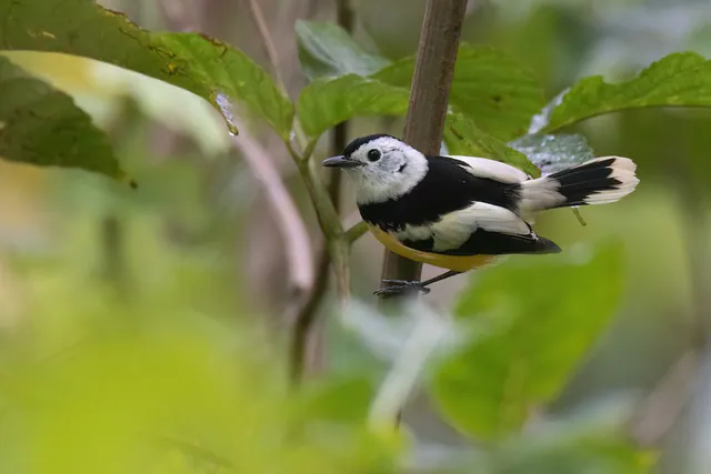 Buff-bellied Monarch