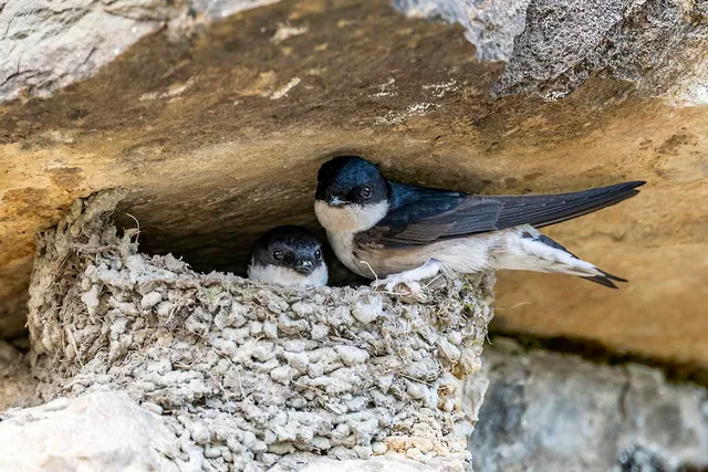 Asian House-Martin