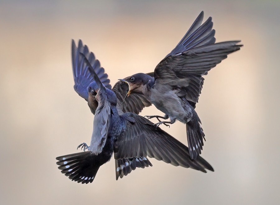 Pacific Swallow