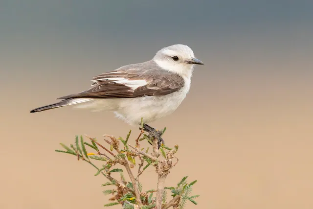 White-rumped Monjita