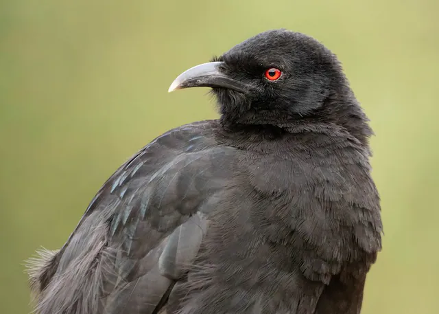 White-winged Chough