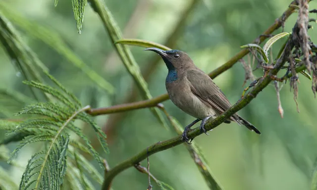 Blue-throated Brown Sunbird