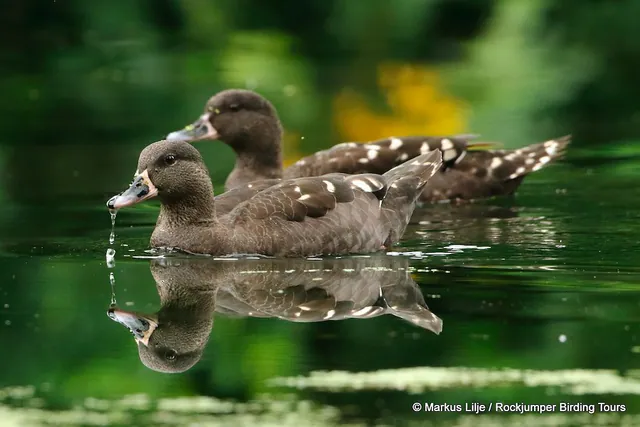 African Black Duck