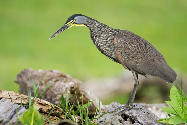 Bare-throated Tiger-Heron