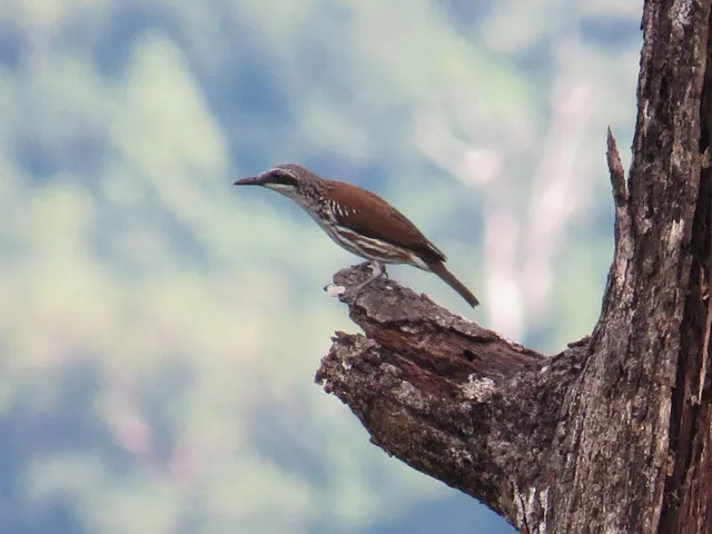 Long-billed Rhabdornis