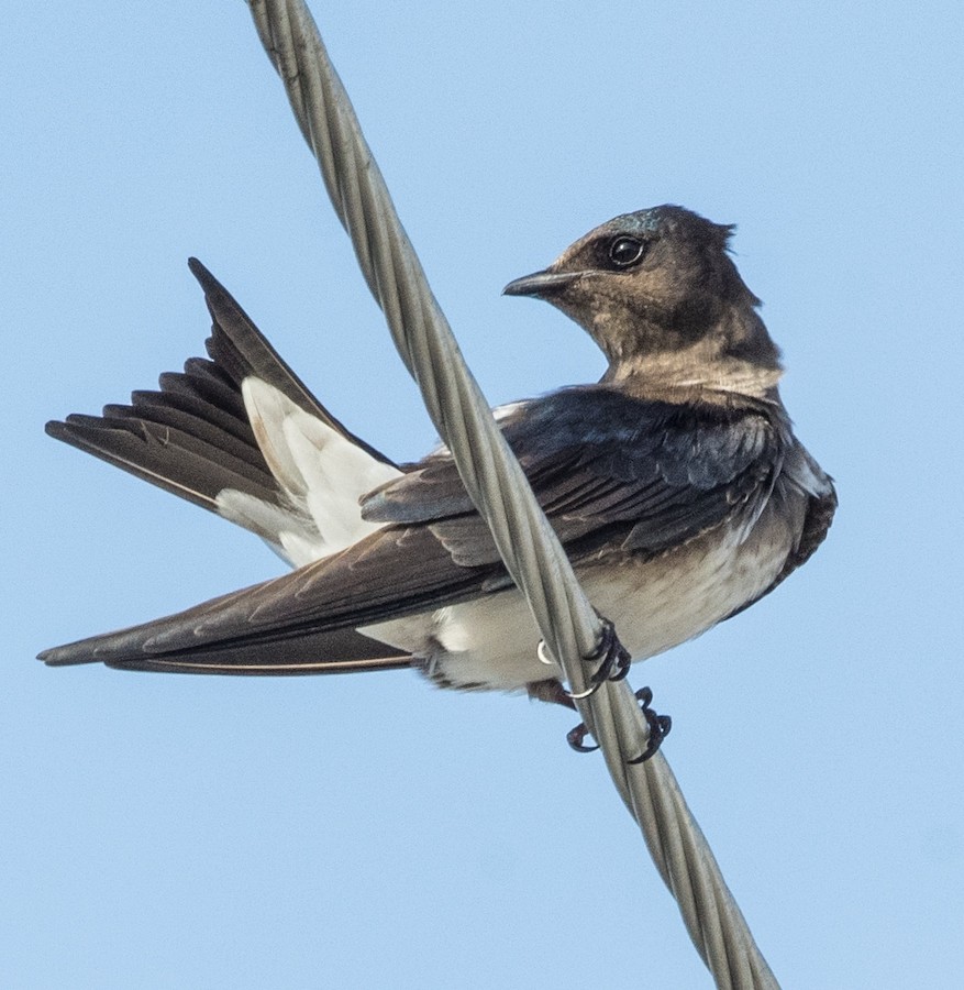 Cuban Martin