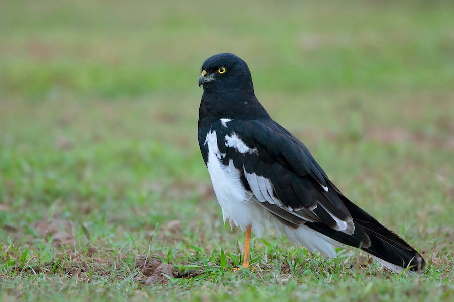 Pied Harrier