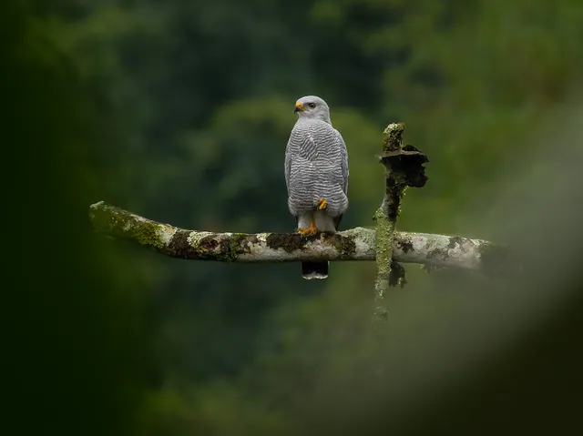 Gray-lined Hawk