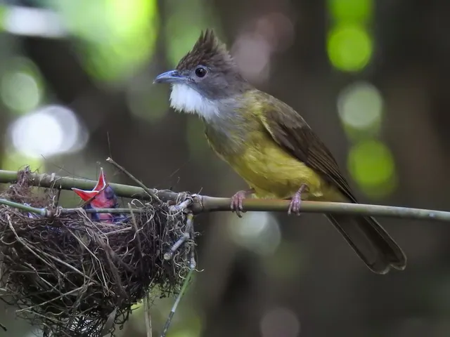 Brown-cheeked Bulbul