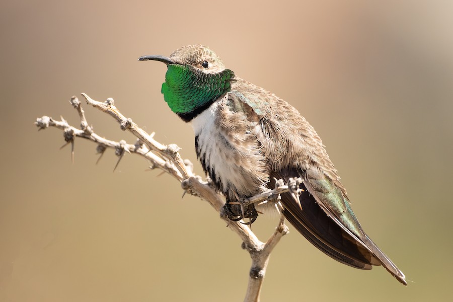 White-sided Hillstar