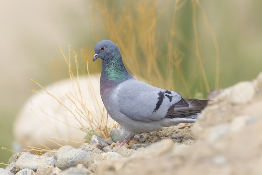 Hill Pigeon