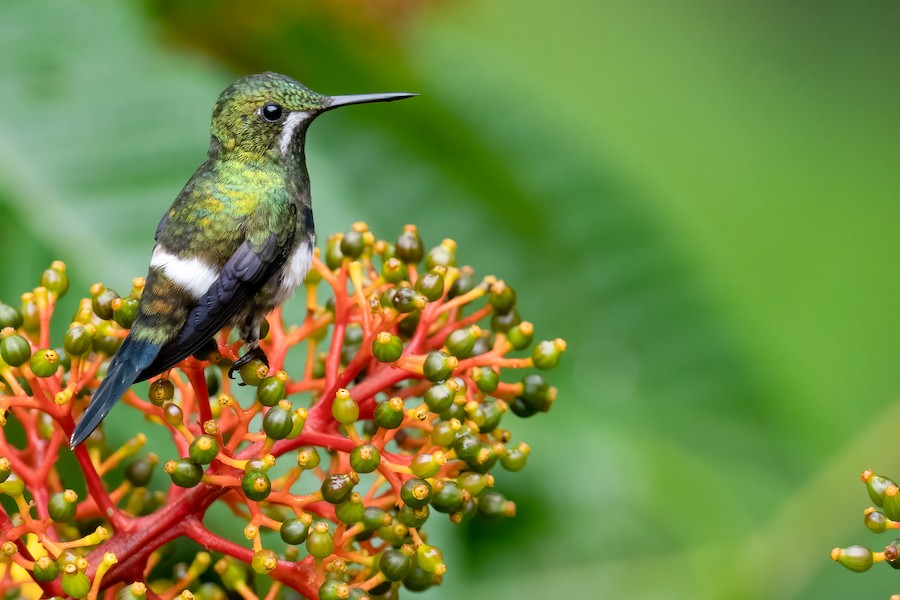 Black-bellied Thorntail
