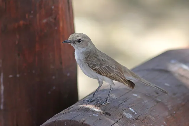 Marico Flycatcher