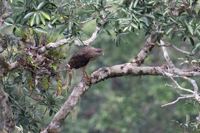 New Guinea Eagle
