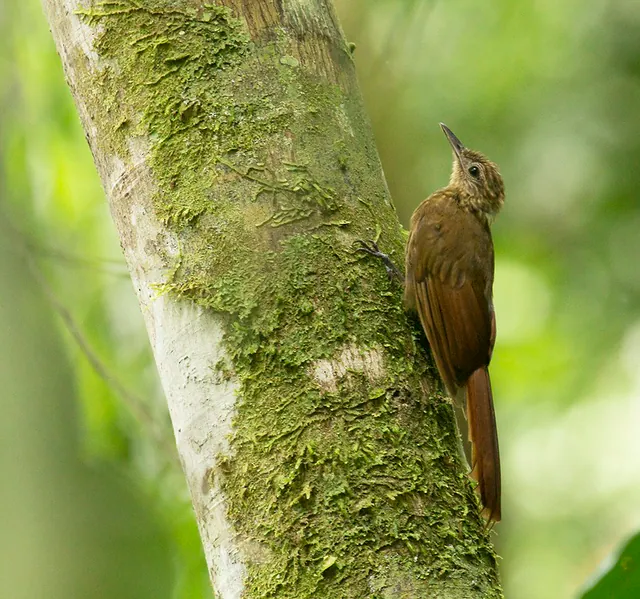 Mournful Long-tailed Woodcreeper