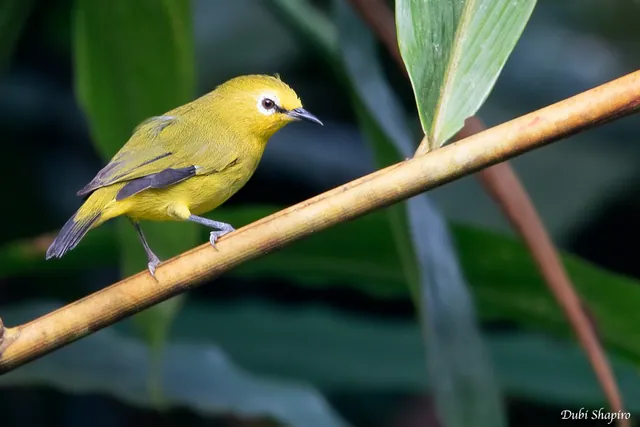 Forest White-eye