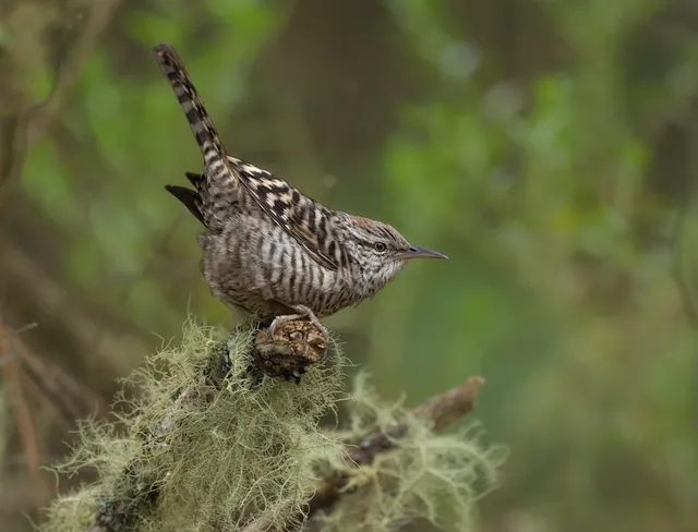 Gray-barred Wren