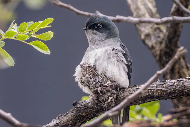 Gray-rumped Treeswift